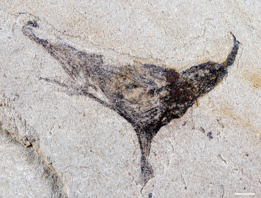 This November 2023 photo provided by Gaorong Li shows a Haootia-like fossil at Yunnan University in Kunming, China. (Gaorong Li via AP)