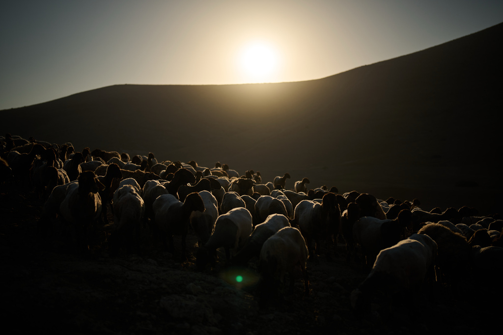 A herd of sheep graze on a hill as the sun rises over a Palestinian community in the northern Jordan Valley, in the occupied West Bank, Wednesday, June 24, 2026. (AP Photo/Leo Correa)