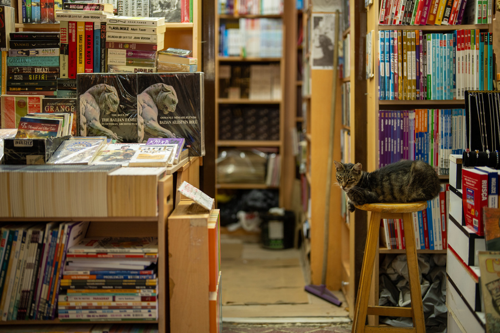 A cat sits on a stool inside a bookstore in the Beyazit area in Istanbul, Turkey, Tuesday, Aug. 4, 2026. (AP Photo/Emrah Gurel)