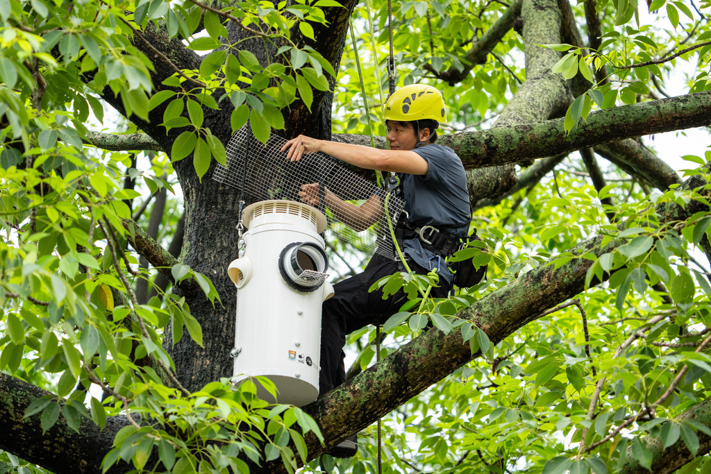 Conservationist Harry Wong climbs up to the tree to install an artificial nest box for wild yellow-crested cockatoos in Victoria Park in Hong Kong, on Aug. 18, 2025. (AP Photo/Chan Long Hei)
