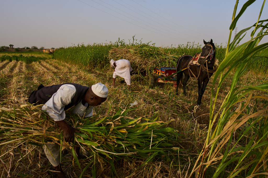 Farmers harvest and gather green crops in a field in Omdurman, on the outskirts of Khartoum, Sunday, April 26, 2026. (AP Photo/Bernat Armangue)
