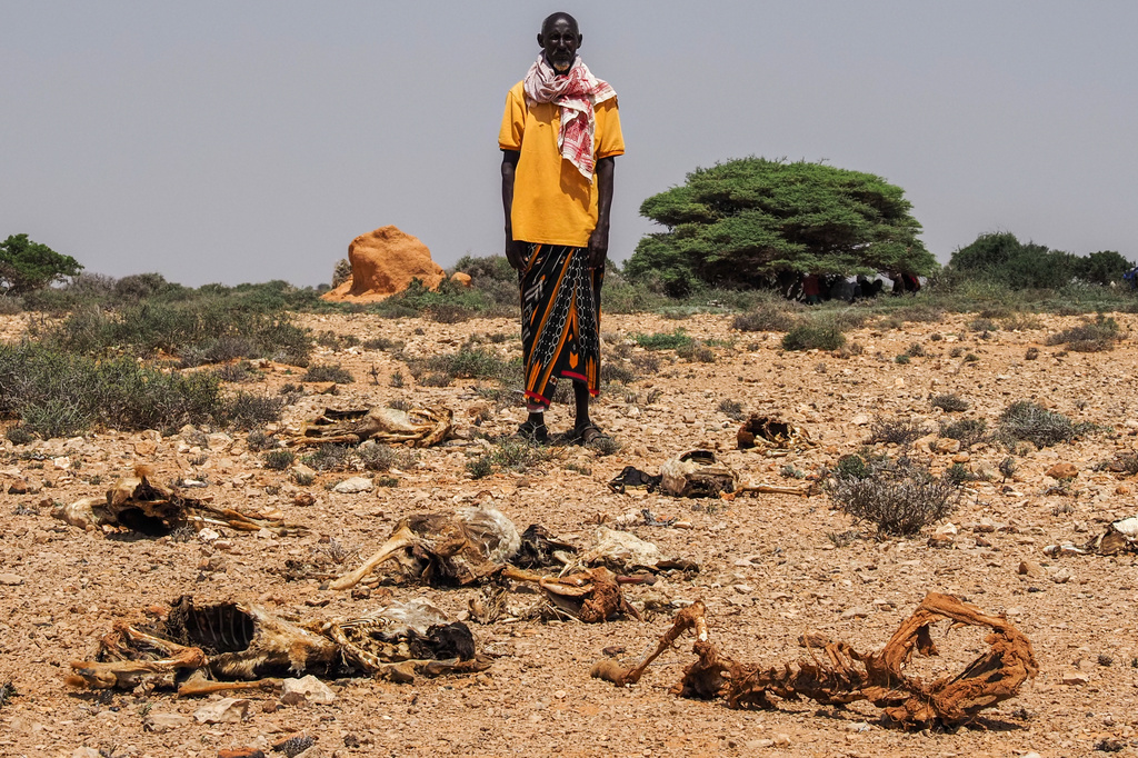 Abdi Ahmed Farah stands among the carcasses of his goats, that died of hunger in Usgure, Puntland, Somalia, Wednesday, April 15, 2026. (AP Photo/Jack Denton)