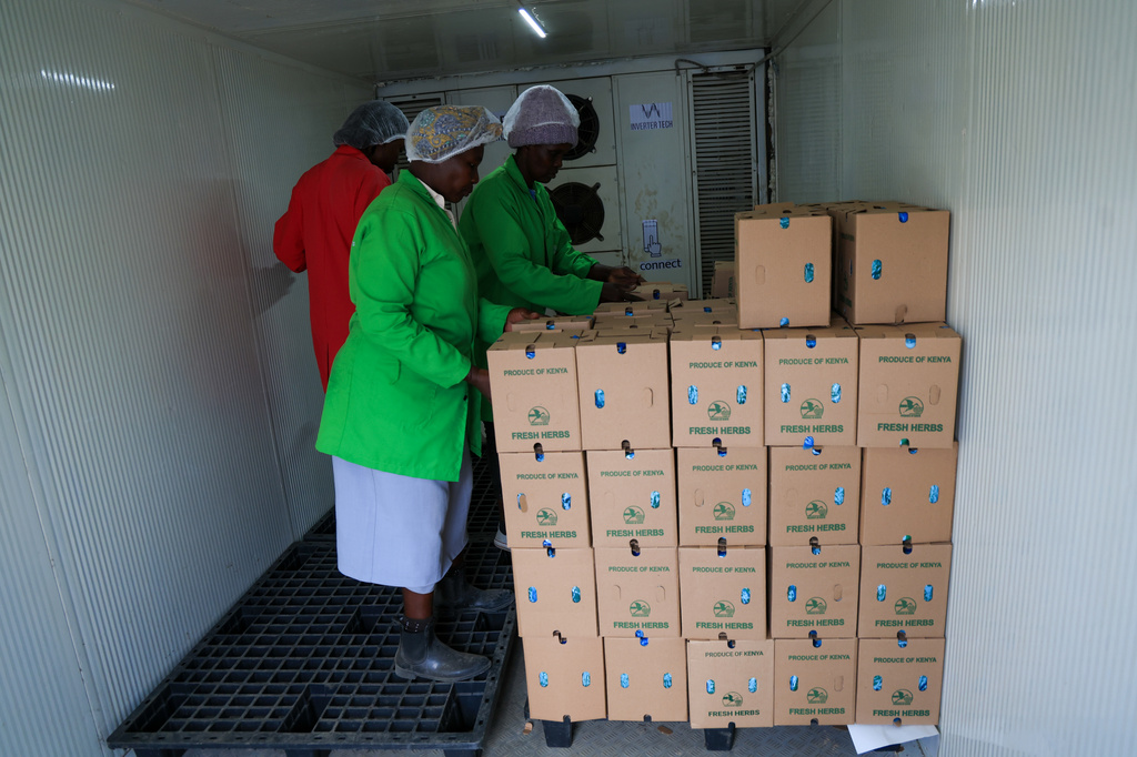 Workers arrange fresh herbs inside a solar-powered cold room at Citadel Agri Merchants in Kitengela, Kajiado County, Kenya, on May 22, 2026. (AP Photo/Andrew Kasuku)