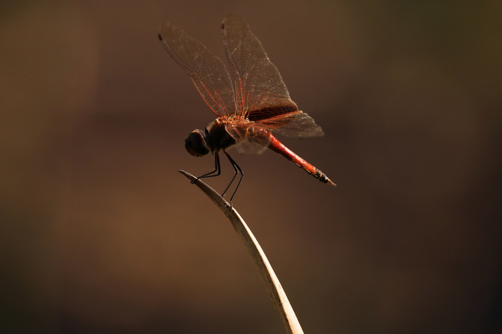 A dragonfly lands on a reed at the Santa Ana Wildlife Refuge in Alamo, Texas, Tuesday, Aug. 25, 2026. (AP Photo/Eric Gay)