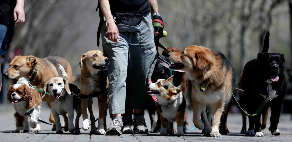 FILE - Dog walker Kathleen Chirico strolls with a pack of dogs during a warm day along the Hudson River, May 2, 2018, in Hoboken, N.J. (AP Photo/Julio Cortez, File)