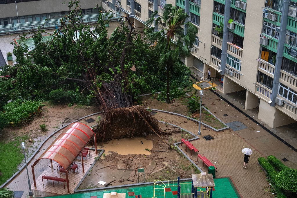 A fallen tree sits inside the park in Ho Man Tin area, as super typhoon Ragasa approaches in Hong Kong, Wednesday, Sept. 24, 2025. (AP Photo/Chan Long Hei)