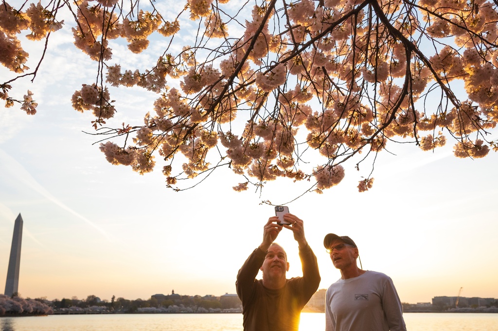 People capture images of cherry blossom trees along the tidal basin on the National Mall on Thursday, March 26, 2026, in Washington. The Washington Momument stands, left. (AP Photo/Tom Brenner)