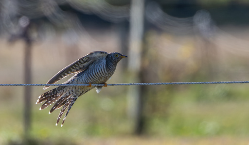 This photo provided by Cornell Lab of Ornithology shows a Common Cuckoo on Oct. 24, 2025 in Woods at Cherry Creek Suffolk, N.Y. (Jay McGowan/Cornell Lab of Ornithology via AP) This photo provided by Cornell Lab of Ornithology shows a Common Cuckoo on Oct. 24, 2025 in Woods at Cherry Creek Suffolk, N.Y. (Jay McGowan/Cornell Lab of Ornithology via AP)