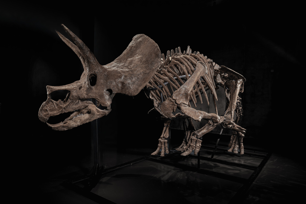 In this photo made available by JOOPITER, a triceratops skeleton, dubbed Trey, is displayed at Co-Museum at Le Freeport Singapore, Feb. 5, 2026. (Courtesy of Joopiter via AP)