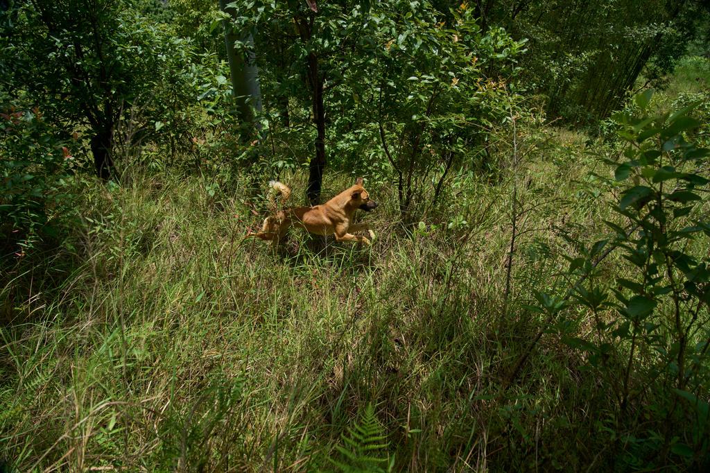 A dog follows farmers chasing monkeys in Dharamghar, Dolakha district, about 86 kilometers (53 miles) east of Kathmandu, Nepal, Friday, July 24, 2026. (AP Photo/Niranjan Shrestha)