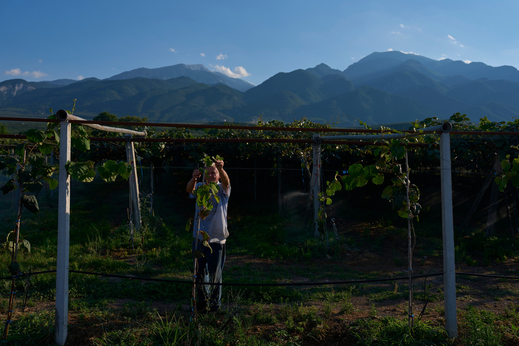 Theodoris Papaioannou tends his kiwi orchard, backdropped by Mount Olympus, near the village of Dion in northern Greece, Tuesday, July 14, 2026. (AP Photo/Petros Giannakouris)