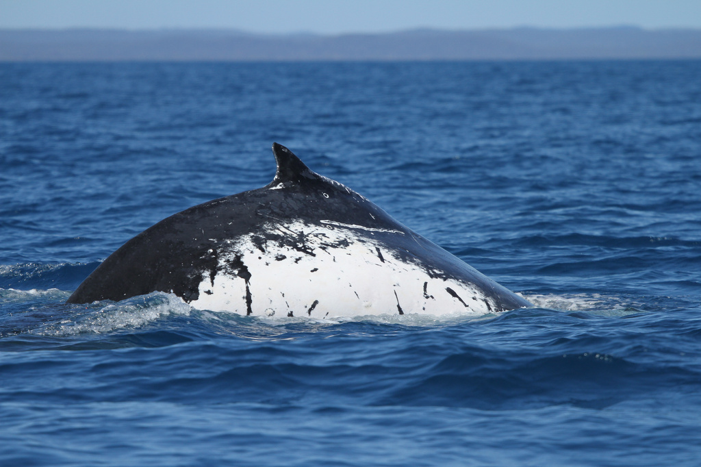 This photo provided by the Pacific Whale Foundation in May 2026, shows a humpback whale that made a record-setting journey between breeding sites in Australia and Brazil. (Pacific Whale Foundation via AP)