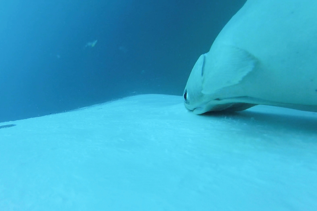 In this image made from video remora fish ride a humpback whale off the coast of south-east Queensland, Australia, on June 15, 2024. (Olaf Meynecke/Whales and Climate Program via AP)