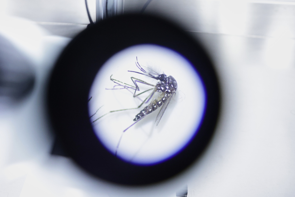 An Aedes aegypti mosquito carrying Wolbachia, a dengue-blocking bacteria, is seen through a microscope at the Oxitec facility during a press tour, in Campinas, Sao Paulo state, Wednesday, Oct. 1, 2025. (AP Photo/Ettore Chiereguini)