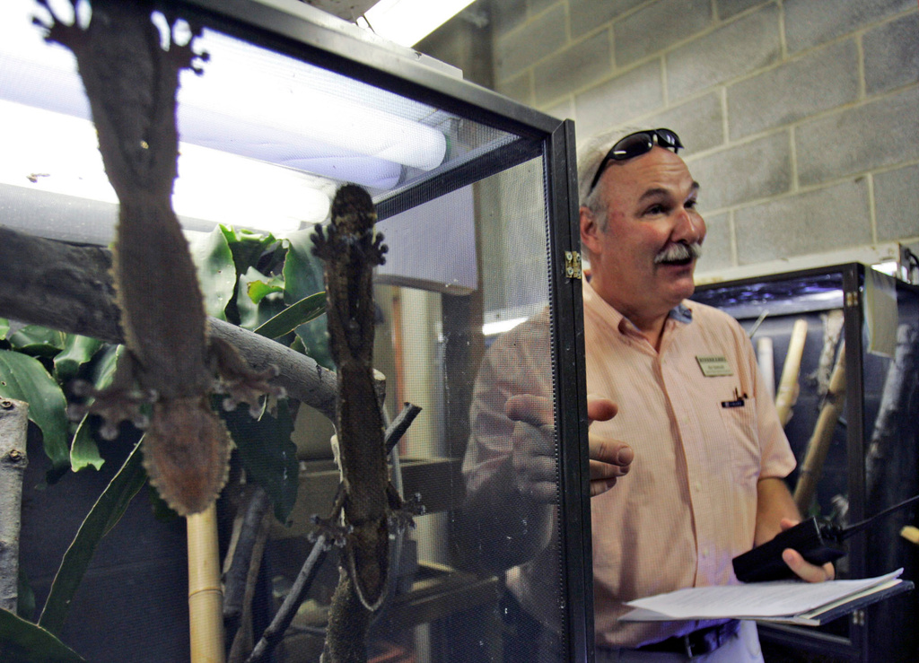 FILE -Giant leaf-tailed geckos hang on the wall of their cage, July 31, 2008, in Columbia, as S.C. Ed Diebold, director of animal collections at the Riverbanks Zoo and Garden, talks about the mating habits of the geckos and how they are part of the studbook. (AP Photo/Mary Ann Chastain, File)