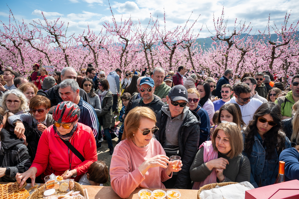 People enjoy a catering among the blooming peach trees at an event to encourage the public to visit the blossoms near near the city of Veria, northern Greece, on Sunday, March 22, 2026. (AP Photo/Giannis Papanikos)