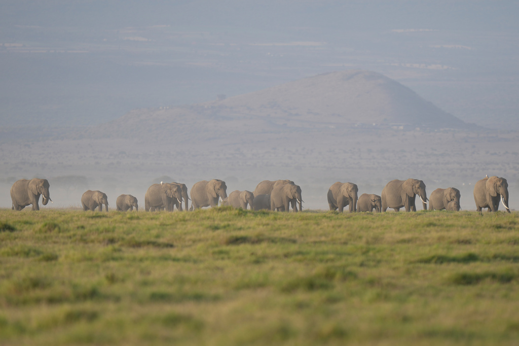 FILE - A herd of elephants grazes in Amboseli National Park in Kajiado, Kenya, Feb. 12, 2026. (AP Photo/Brian Inganga, File)