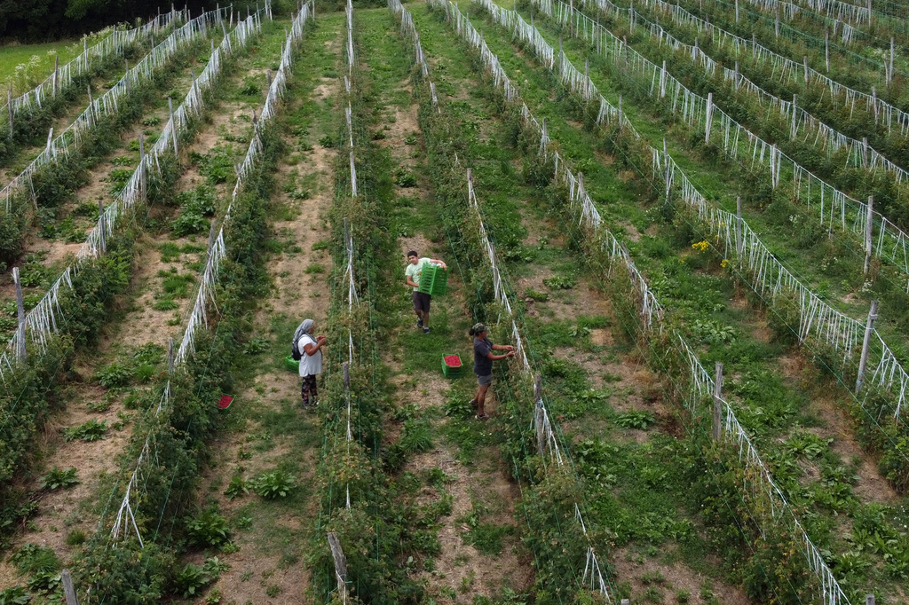 Raspberry pickers at work on a hillside near the town of Arilje, Serbia, Friday, June 19, 2026. (AP Photo/Darko Vojinovic)