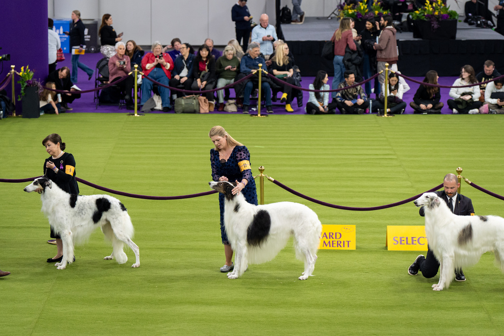 Contestants stand with their borzois in the demo ring at the 150th Westminster Kennel Club Dog Show, Monday, Feb. 2, 2026, in New York. (AP Photo/Angelina Katsanis)