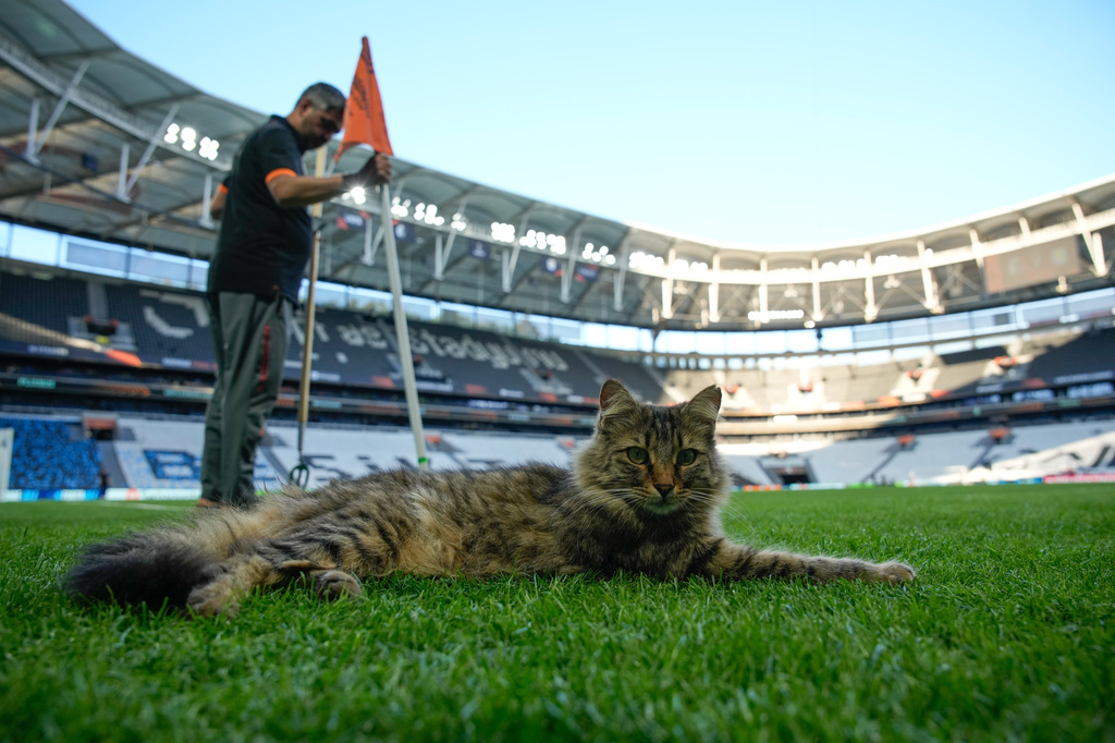A cat rests next to the corner flag during a training session at the Besiktas stadium in Istanbul, Turkey, Tuesday, May 19, 2026. (AP Photo/Emrah Gurel)
