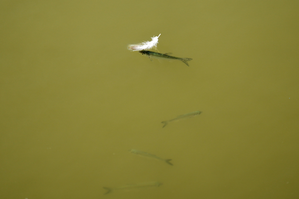 Fish swim in a pond as water levels have dropped on the Danube River in Petrovaradin, Serbia, Tuesday, Aug. 25, 2026. (AP Photo/Darko Vojinovic)