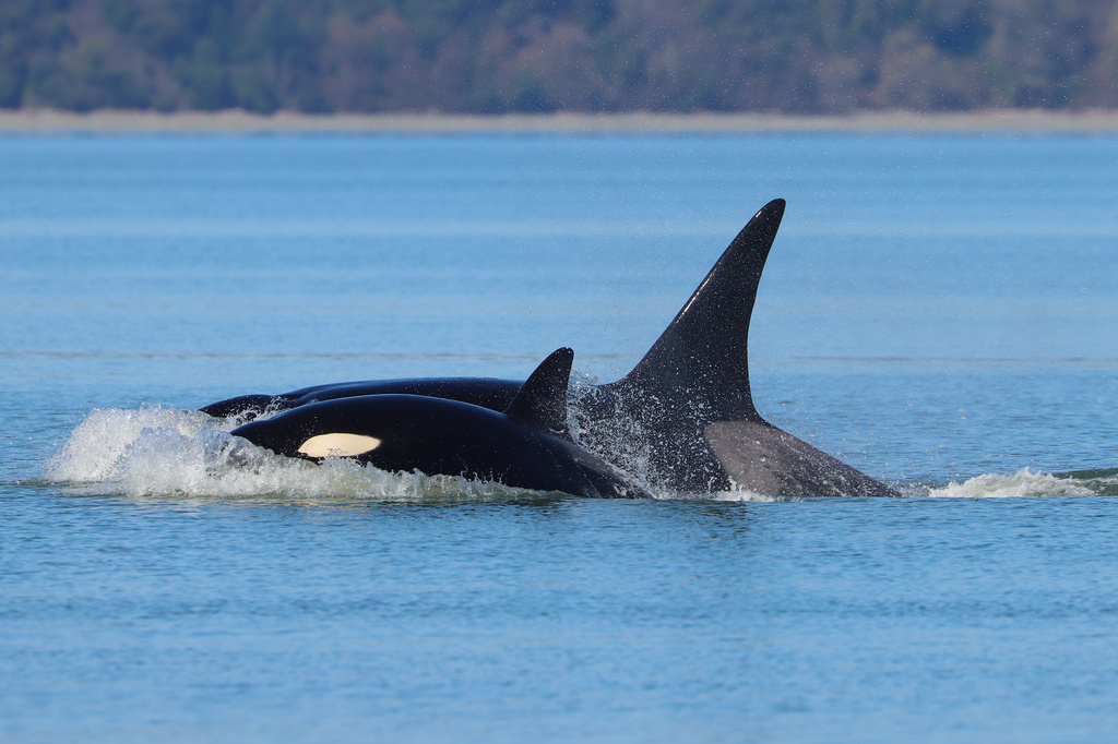 This photo provided by Hongming Zheng shows two killer whales, part of a pod of orcas that had not been seen in the Seattle region before, swimming near Dash Point, Wash., on March 26, 2026. (Hongming Zheng via AP)