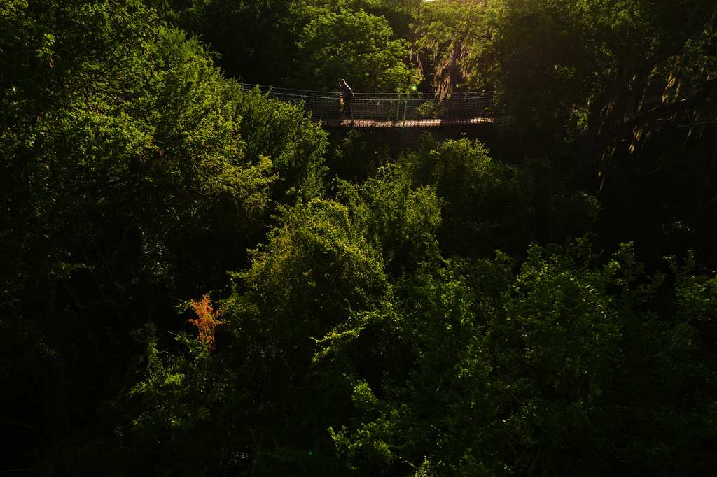 A visitor crosses a sky bridge at the Santa Ana Wildlife Refuge in Alamo, Texas, Tuesday, Aug. 25, 2026. (AP Photo/Eric Gay)