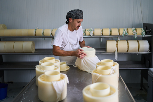 Shepherd Álvaro Esteban cures cheese inside the Manojar cheese factory in Los Cortijos, central Spain, Friday, Oct. 10, 2025. (AP Photo/Bernat Armangue) Shepherd Álvaro Esteban cures cheese inside the Manojar cheese factory in Los Cortijos, central Spain, Friday, Oct. 10, 2025. (AP Photo/Bernat Armangue)