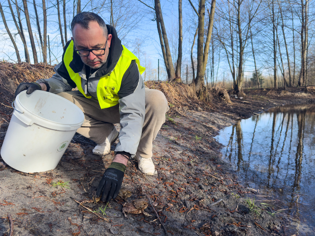 Lukasz Franczuk, a local Frog Patrol coordinator, releases toads into a pond in Otrebusy, Poland, Monday, April 6, 2026. (AP Photo/Rafal Niedzielski)