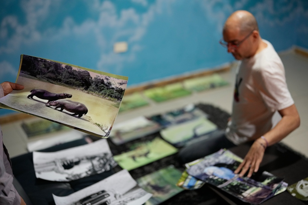 Camilo Restrepo selects photos of hippos made by Edgar Jimenez, known as "El Chino," for a group exhibit in Bogota, Colombia, Thursday, Nov. 6, 2025. Jimenez was the personal photographer of drug lord Pablo Escobar. (AP Photo/Fernando Vergara)