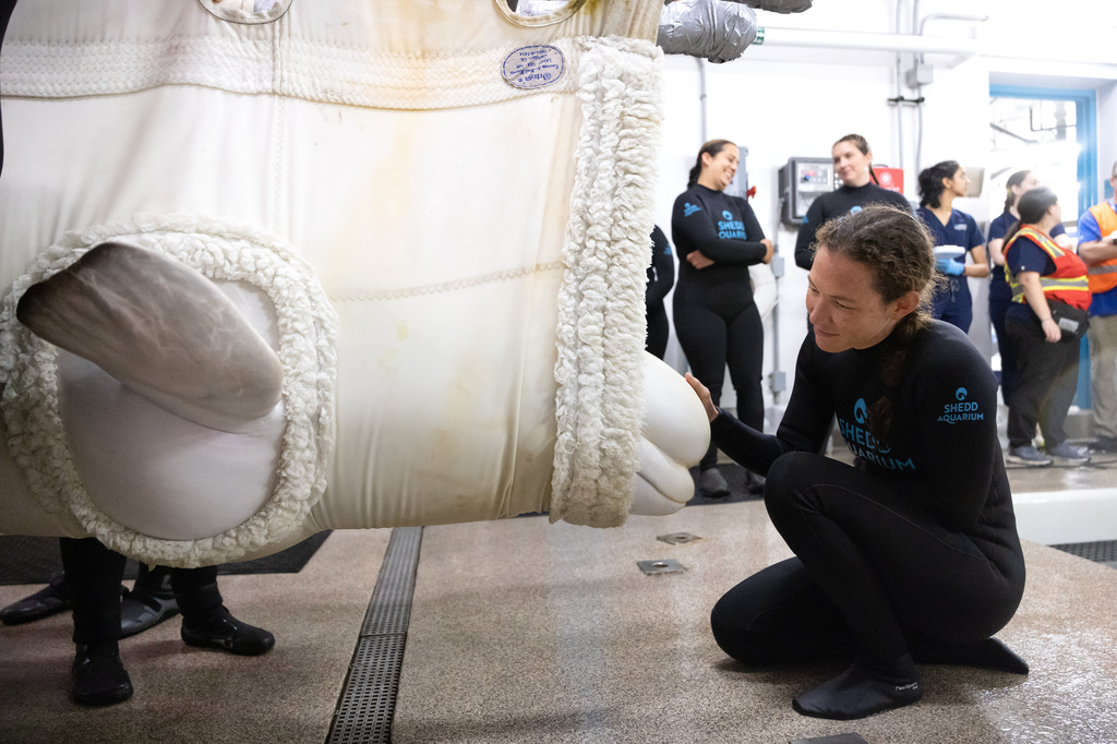 This photo provided by the Shedd Aquarium shows a rescued beluga whale arriving, Aug. 13, 2026, at the Shedd Aquarium in Chicago. (Gavin Wright/Shedd Aquarium via AP)