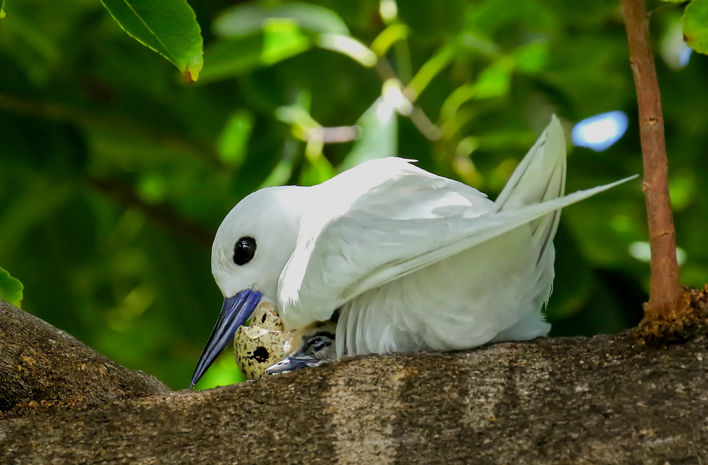 A white tern brooding a newly hatched chick while holding onto the last of the eggshell with her beak, Nov. 16, 2022, in Honolulu's Diamond Head area. (Melody Bentz via AP)