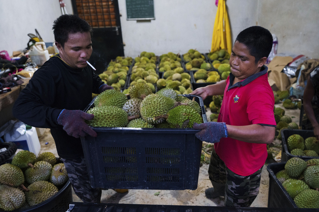 Workers carry a basket of freshly harvested durians at a farm collection point in Karak, Pahang state, Malaysia, Tuesday, June 23, 2026. (AP Photo/Vincent Thian)
