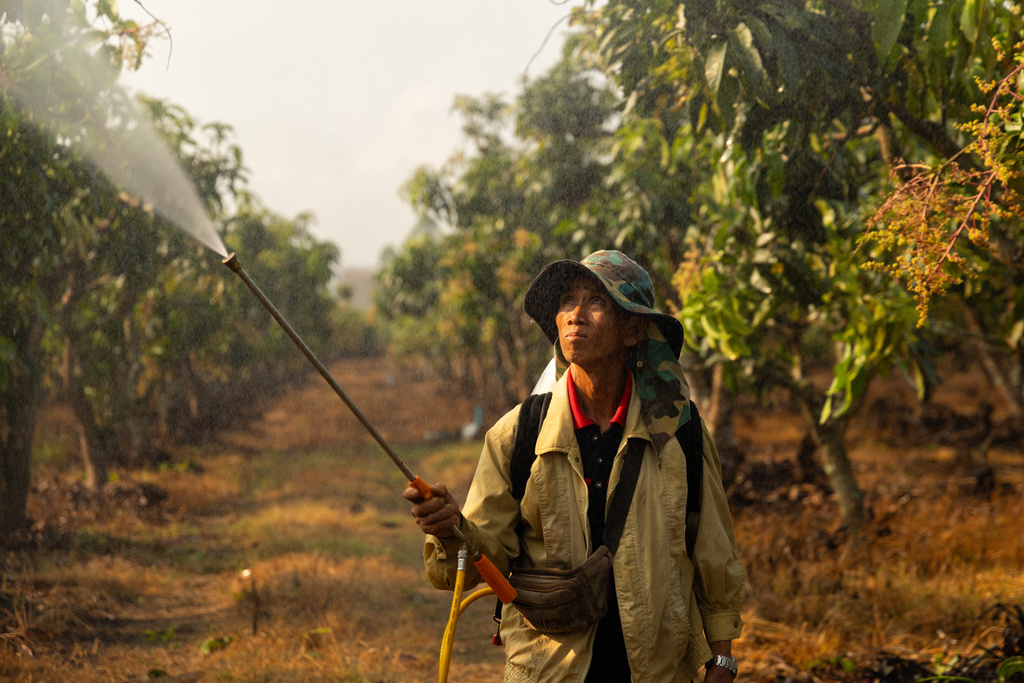 Farmer Lah Boonruang sprays crops on a farm in Tha Ton, Thailand on Feb. 20, 2026. (AP Photo/Anton L. Delgado)