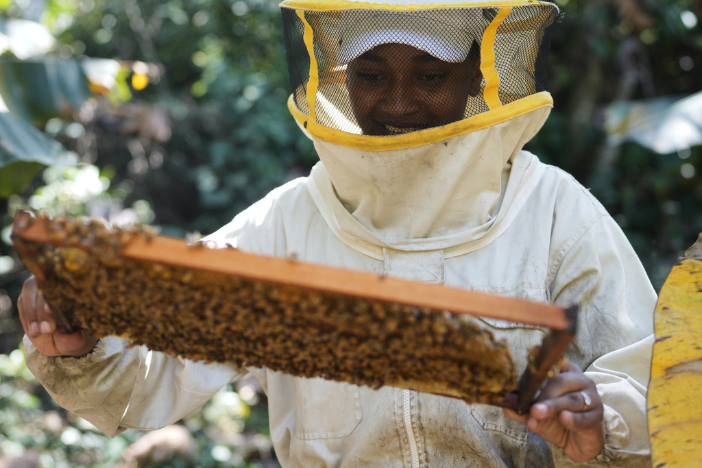 Beekeeper Cielo Torres collects honeycomb from a special box to extract the honey produced by bees in a field near Tocana, in Los Yungas region of Bolivia, Sunday, Aug. 3, 2025. (AP Photo/Juan Karita)