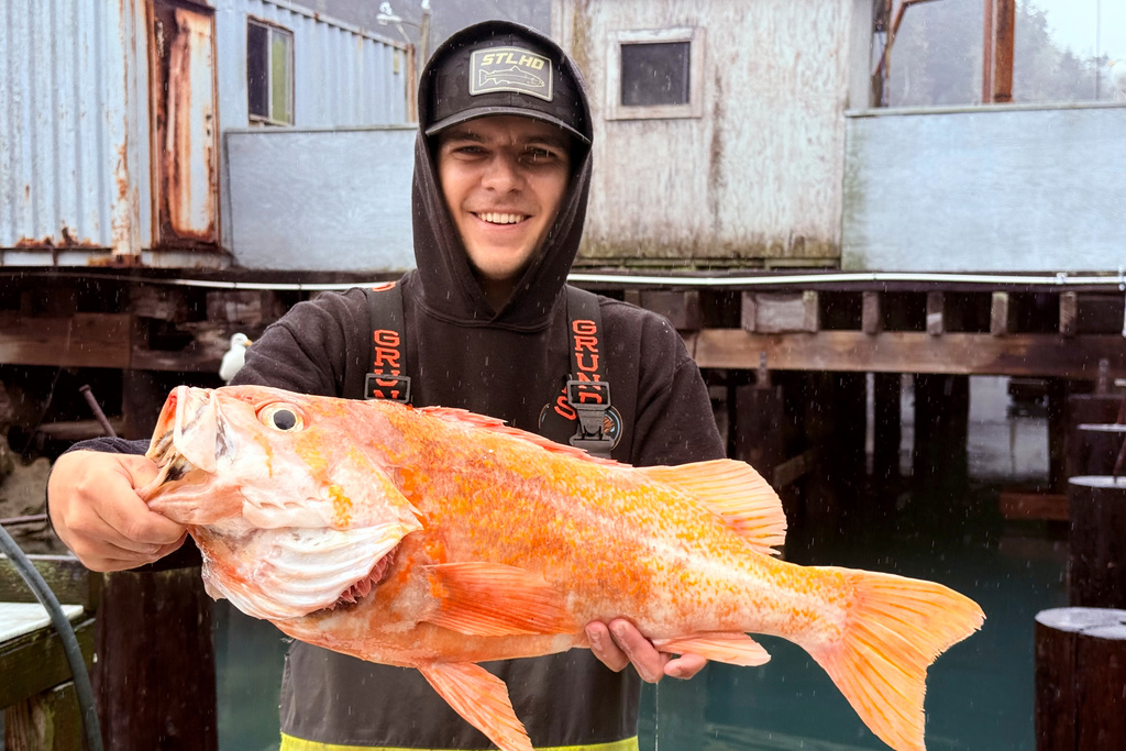 This photo, provided by Deirdre Lamb, shows Mendocino County fisherman Brendan Walsh, with a 10.25 lbs. canary rockfish he caught of the coast of Albion, about 150 miles north of San Francisco on Tuesday, Dec. 16, 2025. (Deidre Lamb via AP)