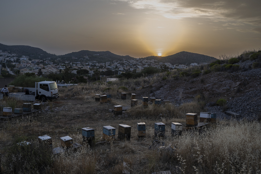 A view of an apiary is pictured as the sun sets, before a late-night beehive transfer to an urban area in the Varkiza suburb of southern Athens, Greece, May 6, 2025. (AP Photo/Michael Varaklas)